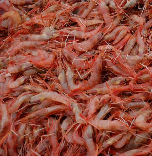 Antartic Seafood processing plant Coquimbo