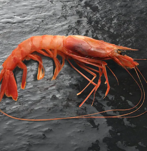Frozen crustacean export Chile