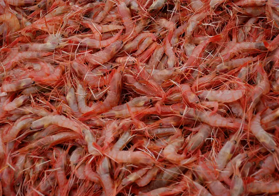 Antartic Seafood fleet