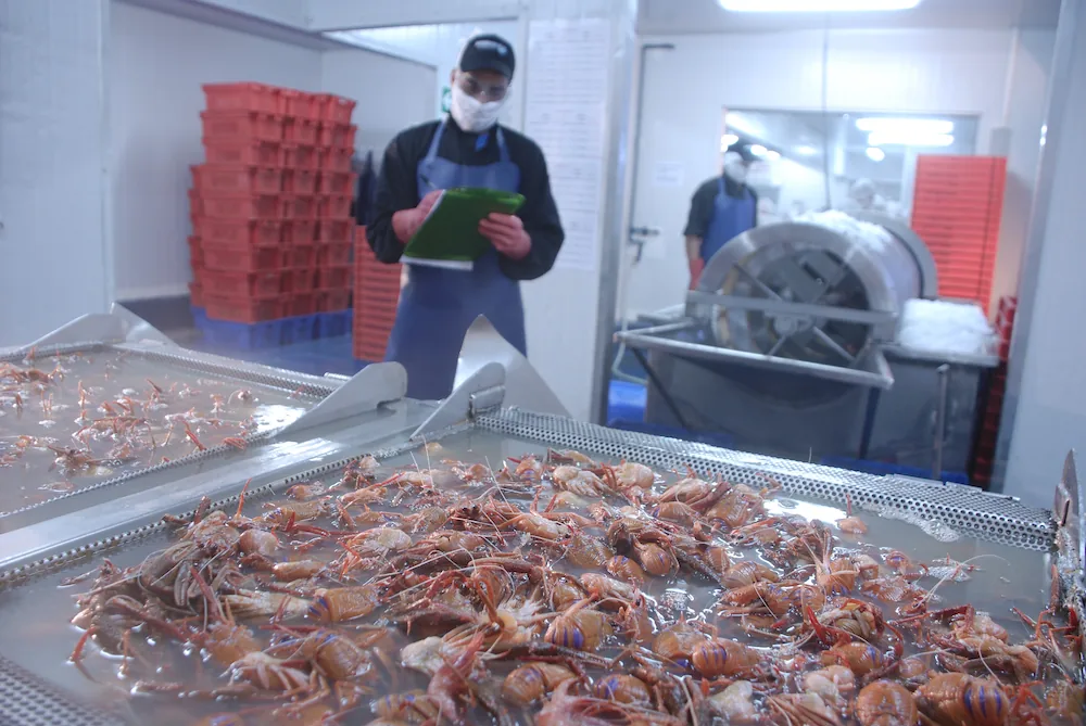 Antartic Seafood processing line with IQF freezing equipment