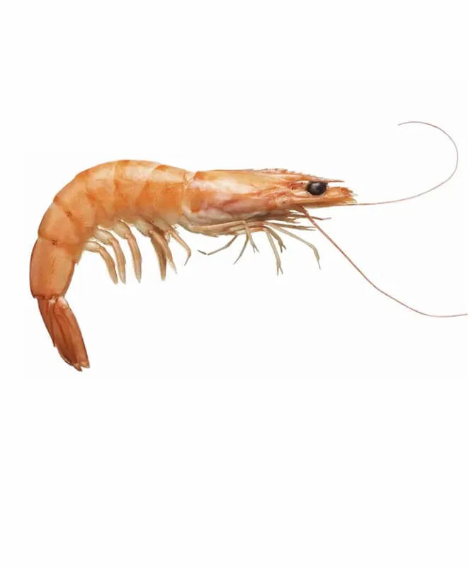 IQF gamba prawns from Chilean waters