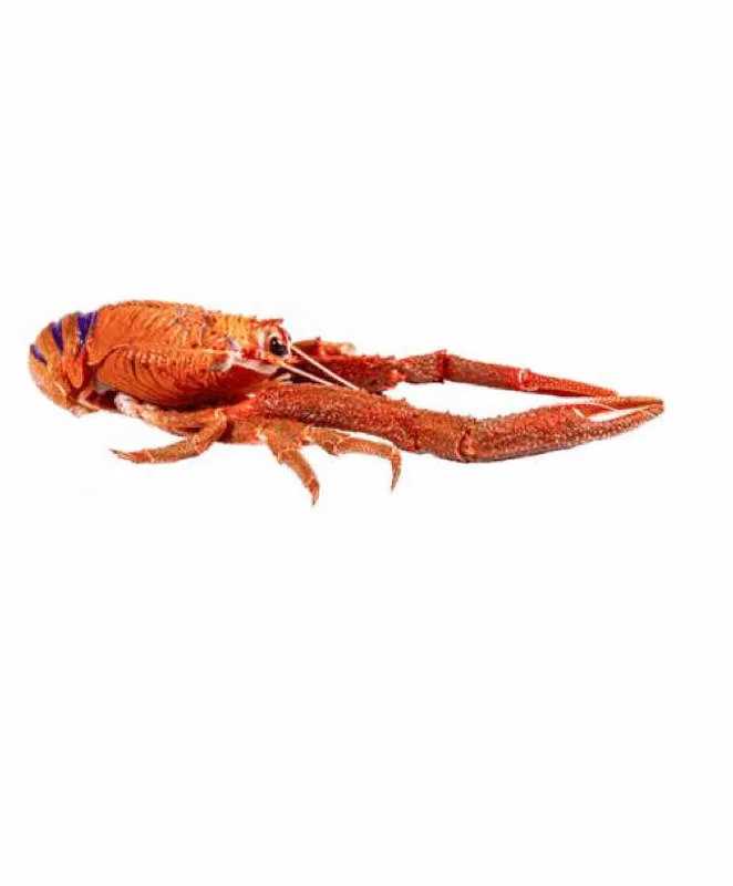 IQF langostino — red and yellow squat lobster from Chile
