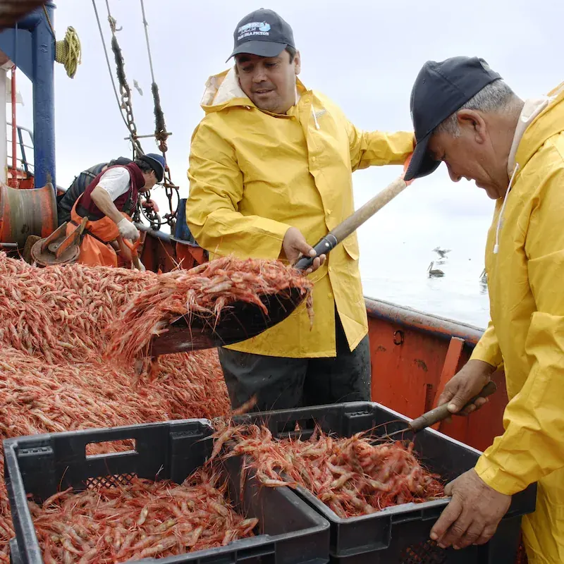Antartic Seafood quality