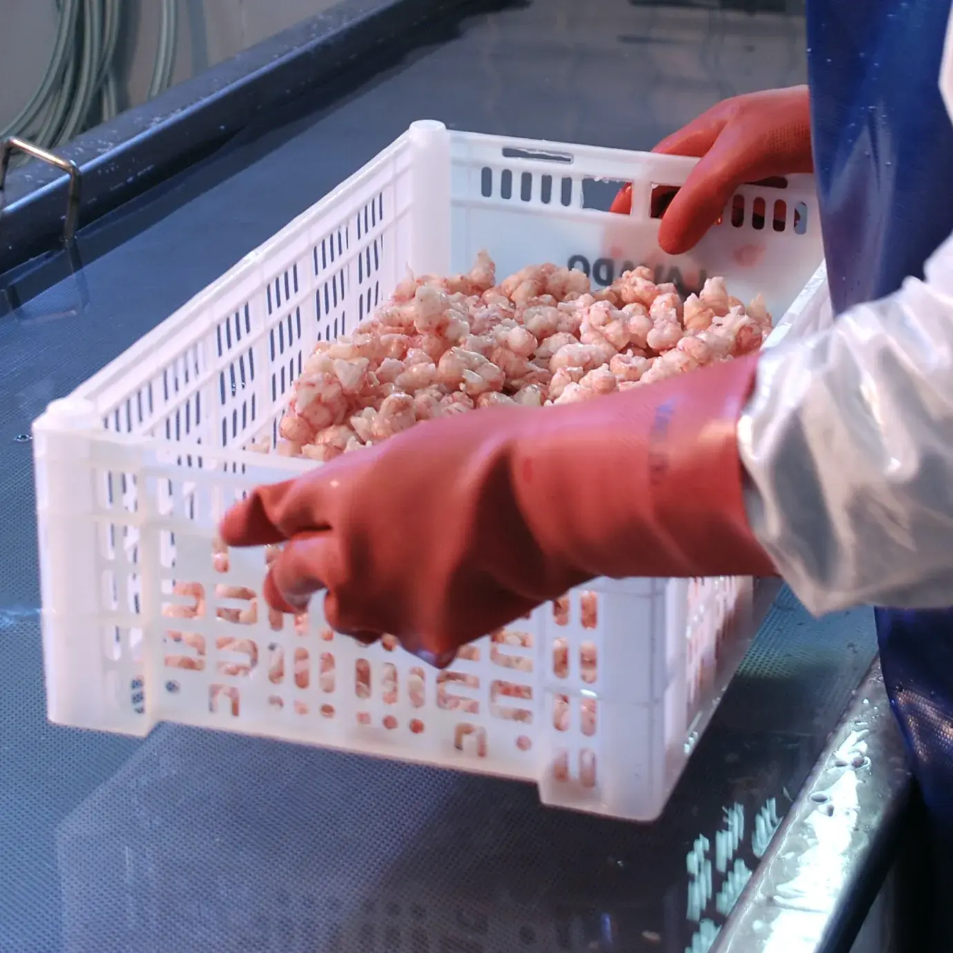 Antartic Seafood quality